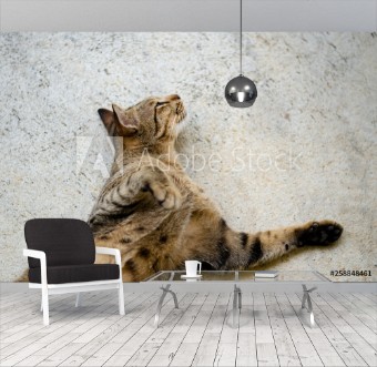 Picture of Thai lazy cat lay in easy day